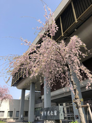 H300401_maarui02_kaikan2.jpg