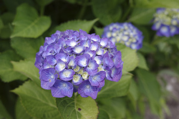 r040605_ajisai.jpg